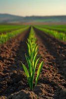 Young green corn seedling growing in cultivated agricultural field at sunset, with rows stretching to horizon. Fresh spring growth in fertile soil.