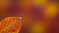 Autumn leaf with vibrant orange and red colors against warm blurred background. Fall foliage seasonal nature concept for greeting cards and designs.