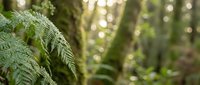 Lush green fern fronds in natural forest setting with soft bokeh light filtering through trees creating peaceful woodland atmosphere for nature designs.