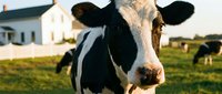 Holstein dairy cow portrait in green pasture with traditional white farmhouse and barn buildings in rural countryside setting during golden hour lighting.