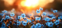 Small blue forget-me-not flowers blooming in warm golden sunset light creating dreamy bokeh background for spring garden and nature photography.
