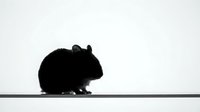 Silhouette of a small rodent, likely a mouse or rat, in profile against a neutral background, suitable for educational, scientific, or wildlife-related projects.
