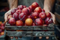 Fresh ripe plums with water drops in rustic wooden box held by farmer hands. Natural organic harvest from local garden, farm to table concept.