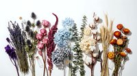 Dried flower arrangement with lavender, cotton, wheat, eucalyptus and colorful blooms on white background for crafting and home decor projects.