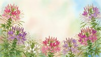 Watercolor cleome spider flowers frame with soft pastel background, botanical border design for wedding invitations, greeting cards and floral decorations.