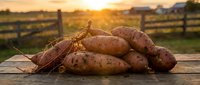 Fresh harvested sweet potatoes piled on a rustic wooden table at golden sunset with a farm field and fence in the background.