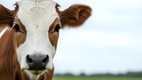 Brown and white dairy cow face close-up portrait in rural farm pasture field for agriculture livestock farming concepts.
