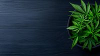 Fresh cannabis plant with vibrant green leaves in black ceramic pot on dark wooden background, top view with copy space for text. Suitable for medical and wellness content.