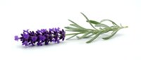 Isolated purple lavender flower with fresh green stem and leaves on white background, ready for design projects.