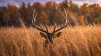 Majestic whitetail deer buck with large antlers standing in golden autumn grassland during sunset with colorful fall foliage background for hunting content.