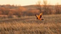 Hawk in flight over golden grassland at sunset, wings spread wide hunting in natural habitat for wildlife and nature content.