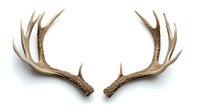 Pair of natural deer antlers isolated on white background, showing detailed texture and symmetrical branching pattern for hunting, wildlife, or rustic decor designs.