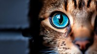 Close-up portrait of domestic tabby cat with striking bright blue eyes and detailed fur texture showcasing feline beauty and pet photography.