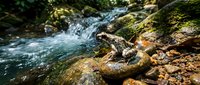 Small waterfall cascading over moss-covered rocks in forest stream with natural stone formations and flowing water creating peaceful woodland scenery.