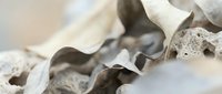Elegant neutral fabric ribbons with delicate lace trim flowing gracefully, perfect for wedding invitations, romantic crafts, and feminine design projects.