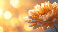 Orange chrysanthemum flower macro shot with soft bokeh background in warm sunset light creating dreamy romantic atmosphere for nature photography and floral art.