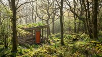 Rustic wooden cabin with red door nestled among bare trees and lush green moss-covered forest floor, ideal for nature and woodland themes.