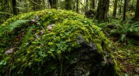 Moss-covered fallen log in lush green forest ecosystem with ferns and trees creating natural woodland habitat for environmental conservation concepts.