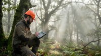 Forest researcher with tablet computer collecting environmental data in misty woodland. Professional scientist conducting field study outdoors.