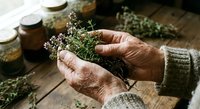 Elderly hands holding fresh thyme herbs with small white flowers on rustic wooden table with glass jars and dried herbs for natural medicine preparation.