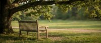 Empty wooden park bench under large tree in peaceful green meadow during golden hour sunset creating serene outdoor relaxation scene for contemplation.