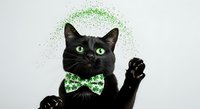 Black cat wearing green glitter bow tie and halo, waving paw against white background. Festive pet portrait for holiday greeting cards and seasonal marketing materials.