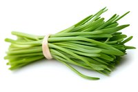 Fresh green chives bundle tied with natural twine on white background, raw organic cooking herbs isolated for culinary and food photography.