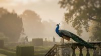 Majestic peacock perched on stone balustrade in misty garden at golden hour sunrise with ornate architecture and lush trees creating dreamy atmospheric scene.