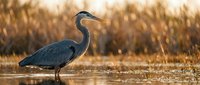 Majestic great blue heron standing in shallow wetland water during golden hour sunrise, perfect for nature and wildlife photography projects.