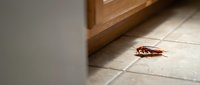Brown cockroach crawling on white tile floor near wooden cabinet base in residential kitchen or bathroom interior for pest control concepts.