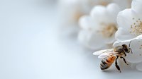 Honeybee collecting nectar from delicate white cherry blossom flowers in soft spring sunlight with blurred background for nature and pollination themes.