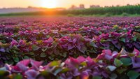 Purple leafy vegetable field at golden hour sunset with warm lighting creating agricultural landscape for farming and crop cultivation backgrounds.