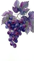 Watercolor bunch of purple grapes with vine leaves on white background, isolated art for prints, cards, and kitchen decor.