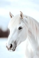 Close-up portrait of white horse head with expressive dark eye against snowy winter background, showing graceful features and pure white mane in soft lighting.
