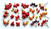 Assorted rosehips and berries in red, orange, and dark purple tones arranged on white background, displaying various sizes and ripeness stages for botanical and culinary design projects.