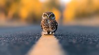 Small burrowing owl standing on asphalt road at sunset, golden bokeh background creates dreamy atmosphere. Wildlife photography with shallow depth of field.