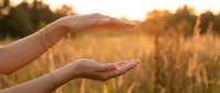 Female hands forming protective gesture over golden wheat field at sunset symbolizing care, protection and agricultural insurance concepts.