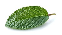 Fresh green mint leaf with detailed texture and veins pattern on white background, isolated herb for culinary and beverage designs.