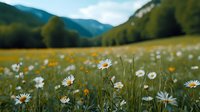 Blooming white daisies in mountain meadow with green hills and forest background, soft focus wildflowers create dreamy summer landscape.
