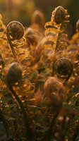 Unfurling fern fronds with water droplets catch golden sunlight in this macro nature shot, perfect for botanical and environmental design projects.