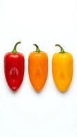 Three fresh bell peppers in red, orange, and yellow arranged in a row on white background. Isolated produce for culinary, nutrition, and healthy eating design projects.