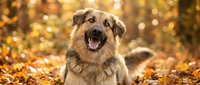 Happy mixed breed dog with open mouth sitting in colorful autumn leaves with warm golden bokeh background for pet care and seasonal advertising campaigns.