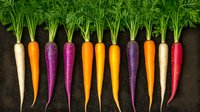 Fresh colorful carrots and parsnips in row on dark soil background, organic rainbow vegetables with green tops, farm produce for healthy eating.