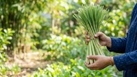 Farmer holding fresh green onions or scallions harvested from organic garden, ready for cooking or farmers market sale.