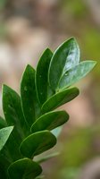 Fresh green leaves with water droplets on natural blurred background for organic gardening and botanical concepts.