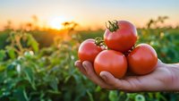 Fresh ripe red tomatoes in farmer's hand at sunset in organic vegetable garden. Harvest time concept for healthy eating and sustainable agriculture.
