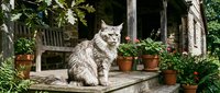Fluffy long-haired gray cat sitting on a rustic stone porch surrounded by terracotta pots with green plants and flowers in summer.