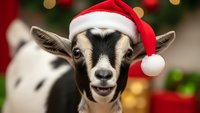Adorable goat wearing red Santa hat with festive Christmas decorations and warm bokeh lights in background for holiday greeting cards and seasonal marketing.