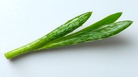 Fresh green aloe vera leaves with natural pattern and texture on white background, isolated medicinal plant for skincare, cosmetics and health products.