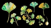 Ginkgo biloba leaves in watercolor style, isolated on transparent background. Ready for t-shirt design, clipart, stickers, sublimation, print-on-demand products and digital crafts.
